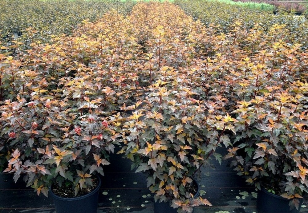 Пузыреплодник калинолистный Диабл Д'ор (Physocarpus opulifolius 'Diable d'Or')