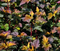 Пузыреплодник калинолистный Диабл Д'ор (Physocarpus opulifolius 'Diable d'Or')