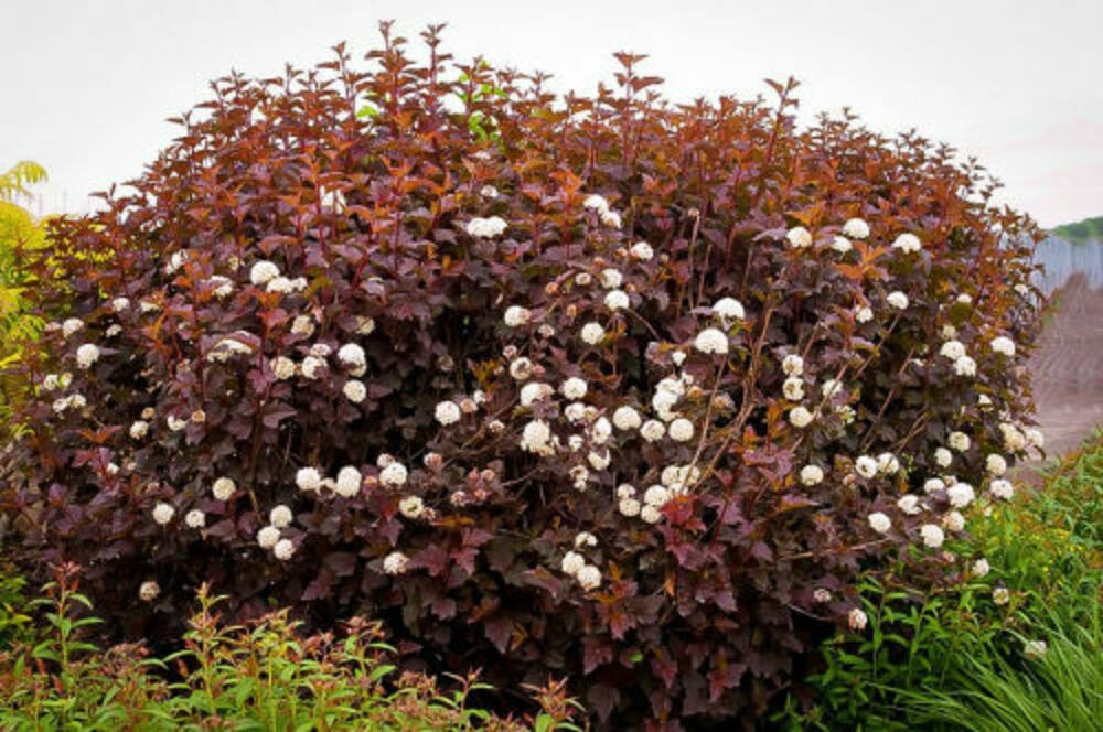 Пузыреплодник калинолистный Литтл Джокер (Physocarpus opulifolius 'Little Joker')