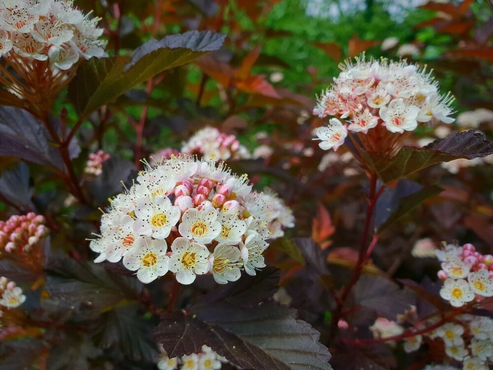 Пузыреплодник калинолистный Литтл Джокер (Physocarpus opulifolius 'Little Joker')