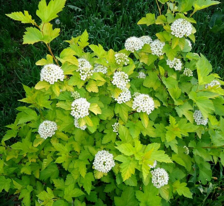 Пузыреплодник калинолистный Наггет (Physocarpus opulifolius 'Nugget')