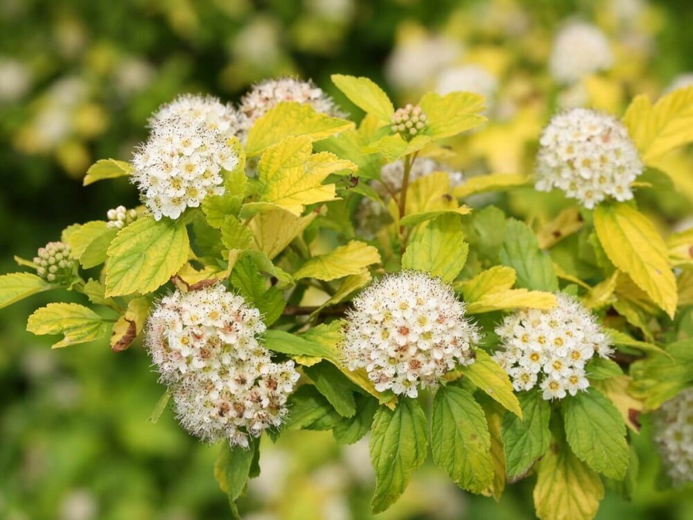 Пузыреплодник калинолистный Наггет (Physocarpus opulifolius 'Nugget')