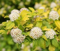 Пузыреплодник калинолистный Наггет (Physocarpus opulifolius 'Nugget')