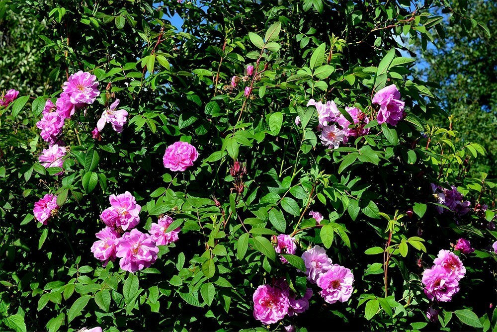 Роза канадская Тереза Багнет (Rosa 'Therese Bugnet')