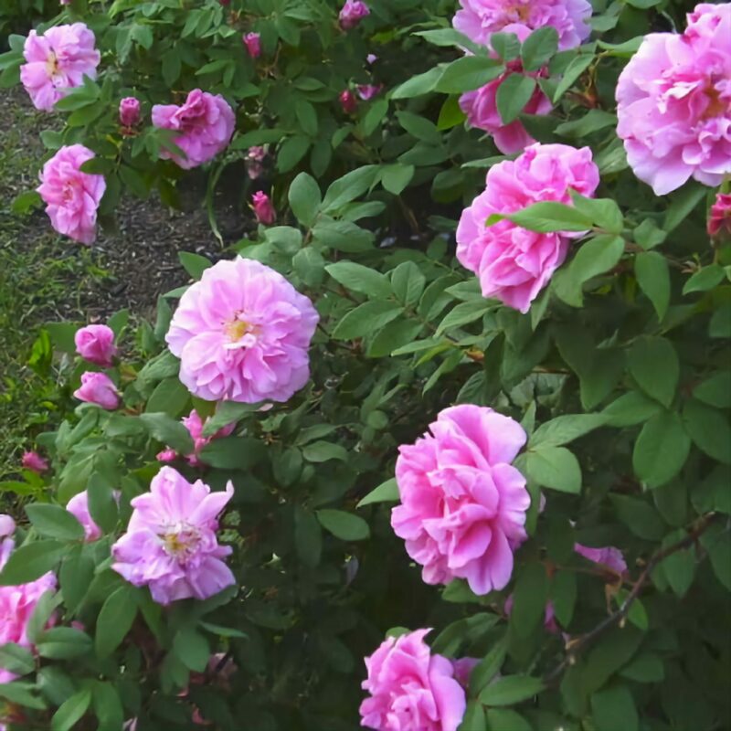 Роза канадская Тереза Багнет (Rosa 'Therese Bugnet')