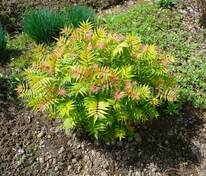 Рябинник рябинолистный (Sorbaria sorbifolia)