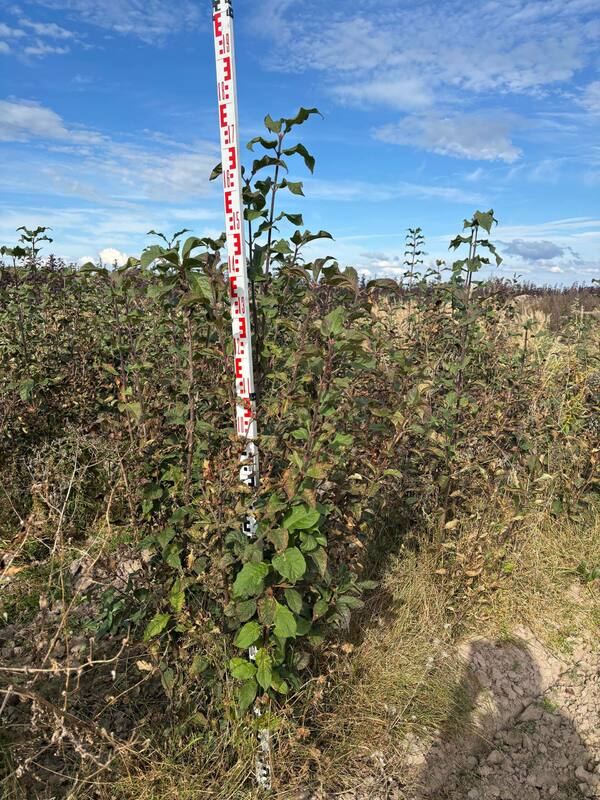 Сирень венгерская (Syringa josikaea)