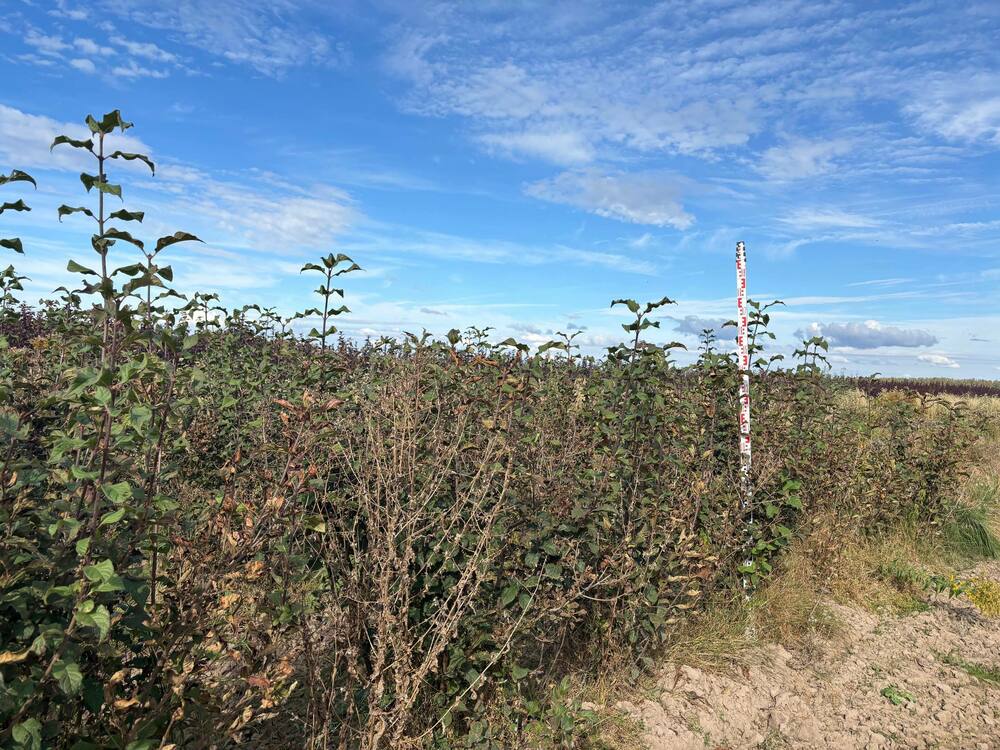 Сирень венгерская (Syringa josikaea)