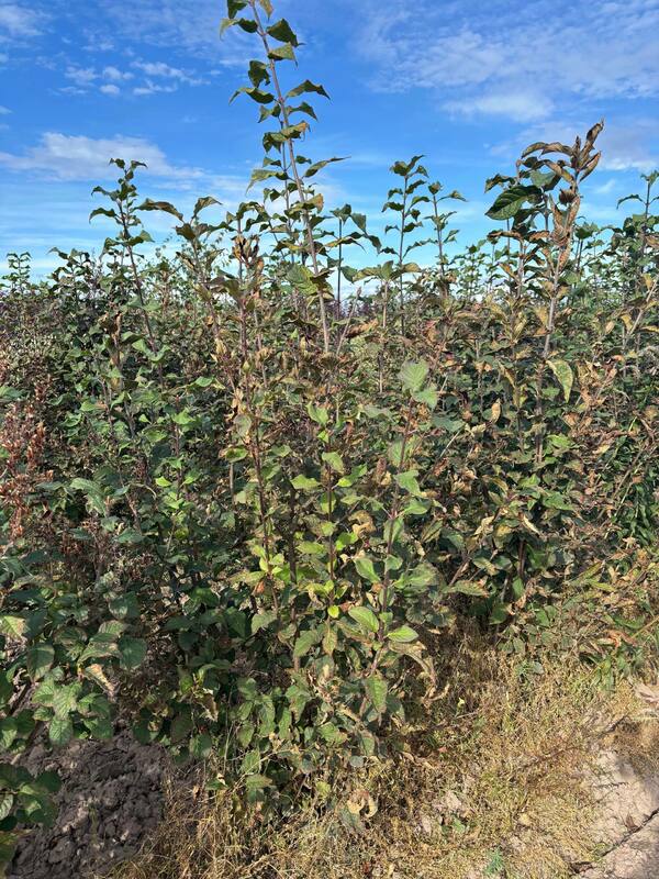 Сирень венгерская (Syringa josikaea)