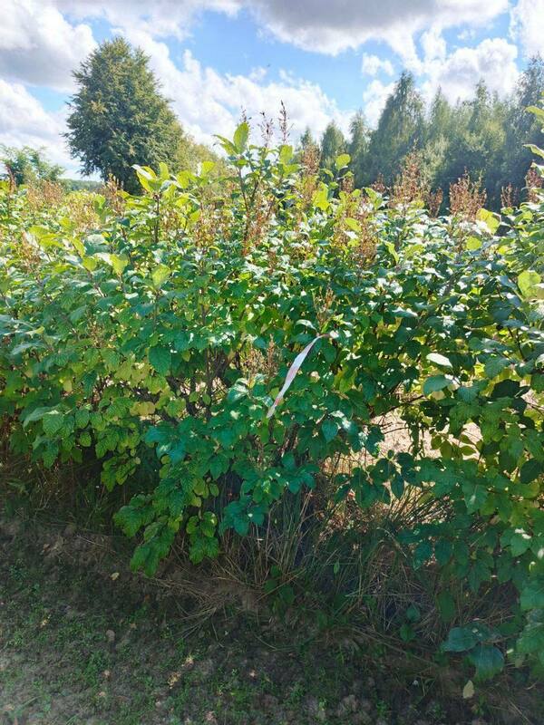 Сирень венгерская (Syringa josikaea)