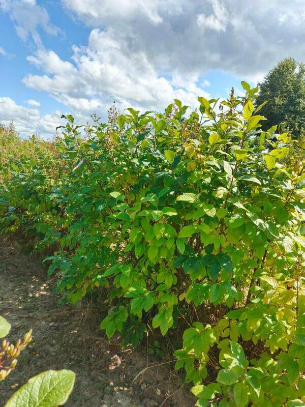 Сирень венгерская (Syringa josikaea)