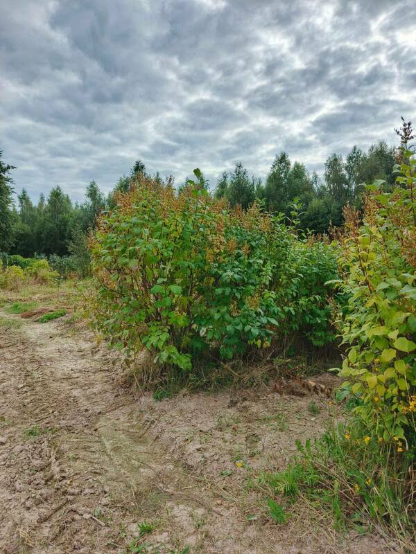 Сирень венгерская (Syringa josikaea)