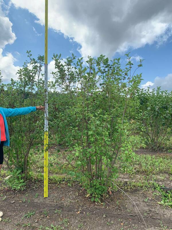 Сирень венгерская (Syringa josikaea)