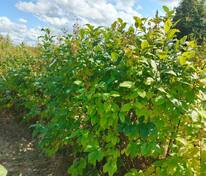 Сирень венгерская (Syringa josikaea)