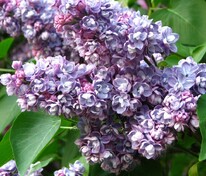 Сирень обыкновенная Ами Шотт (Syringa vulgaris 'Ami Schott')