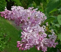 Сирень обыкновенная Бюффон (Syringa vulgaris 'Buffon')