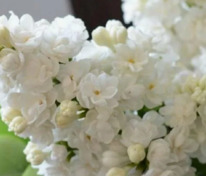 Сирень обыкновенная Моник Лемуан (Syringa vulgaris 'Monique Lemoine')