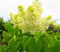 Сирень обыкновенная Примроуз (Syringa vulgaris 'Primrose')