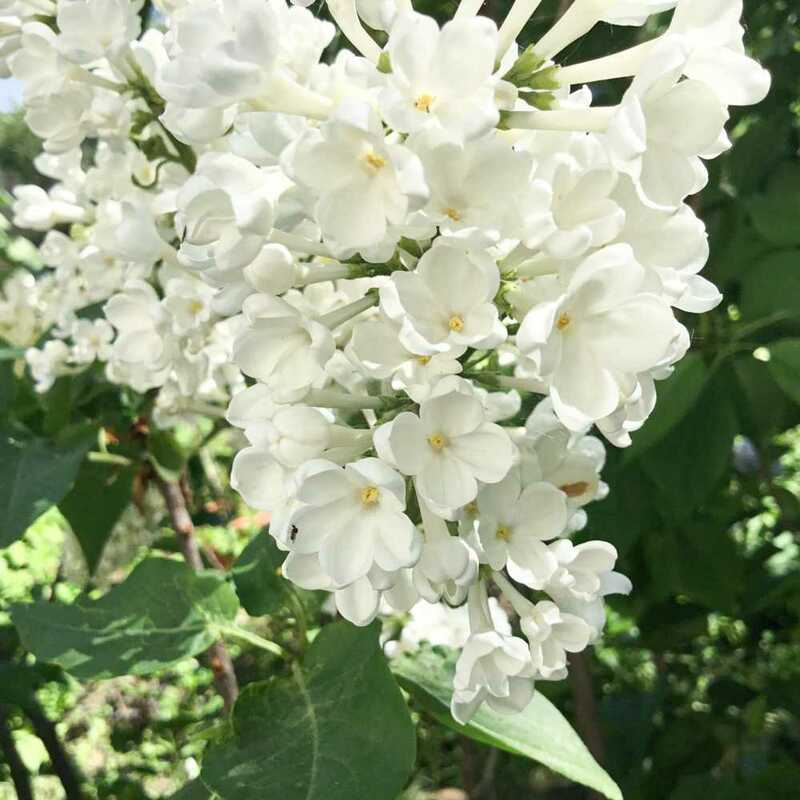 Сирень обыкновенная Рочестер (Syringa vulgaris 'Rochester')