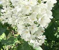 Сирень обыкновенная Рочестер (Syringa vulgaris 'Rochester')