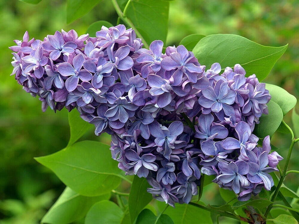 Сирень обыкновенная Виолетта (Syringa vulgaris 'Violetta')