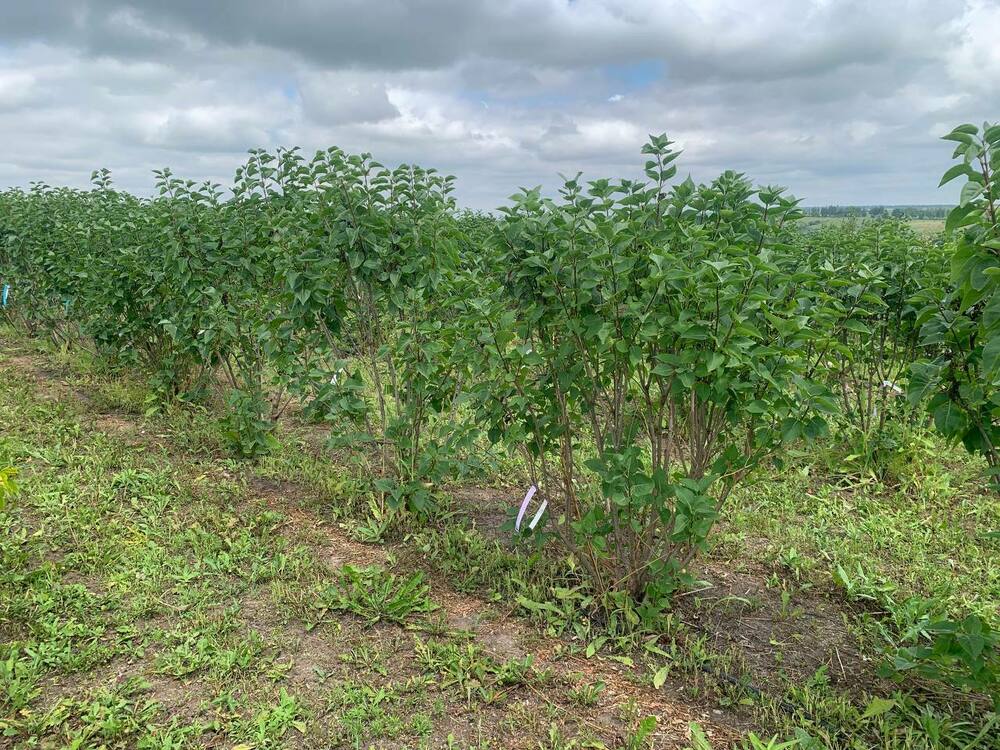 Сирень обыкновенная Виолетта (Syringa vulgaris 'Violetta')