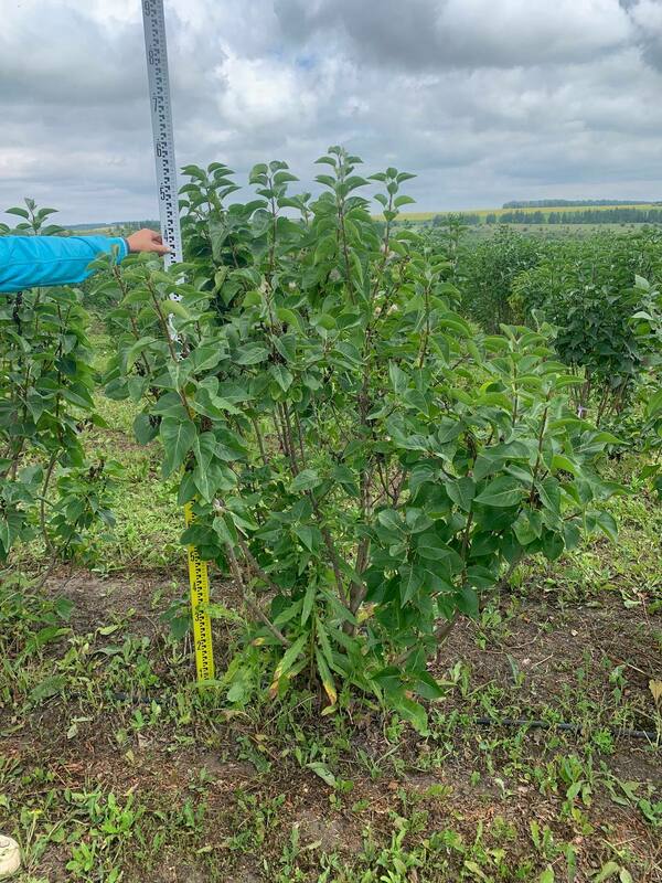 Сирень обыкновенная Виолетта (Syringa vulgaris 'Violetta')