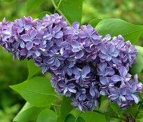 Сирень обыкновенная Виолетта (Syringa vulgaris 'Violetta')