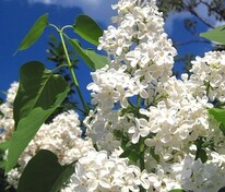 Сирень обыкновенная Агидель (Syringa vulgaris 'Agidel')
