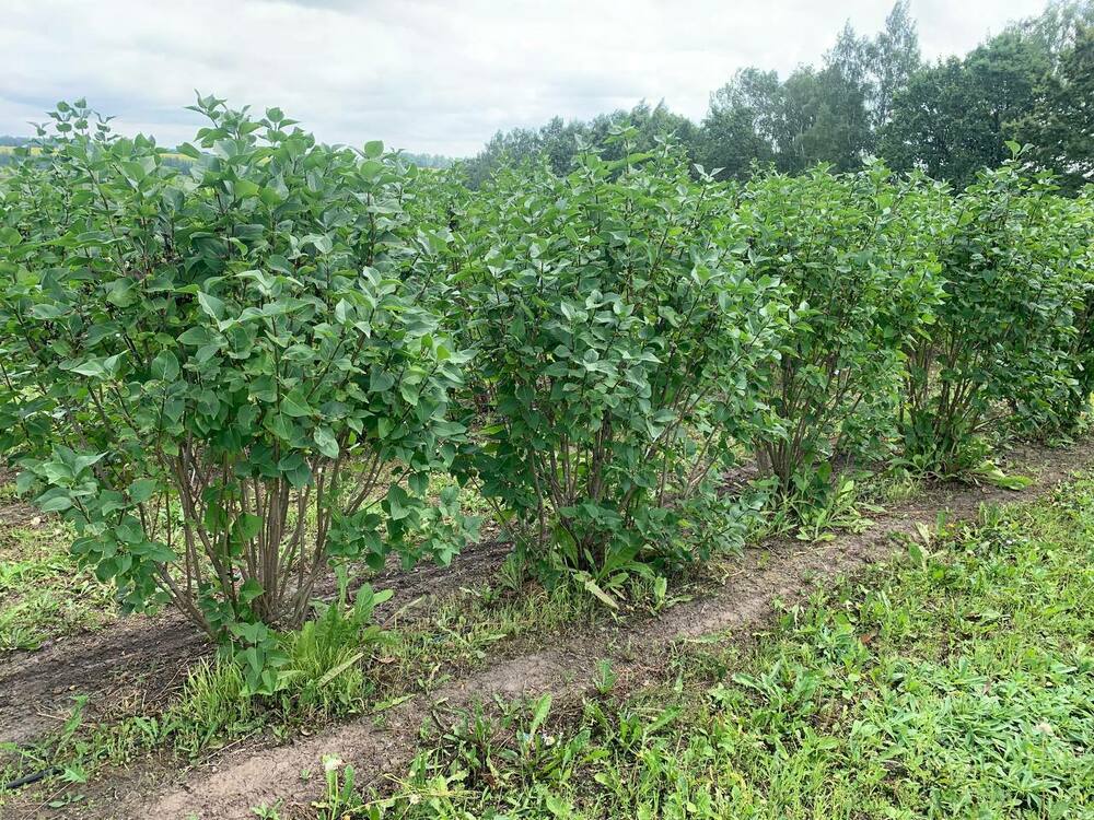 Сирень обыкновенная Богдан Хмельницкий (Syringa vulgaris 'Bogdan Khmelnitckii')