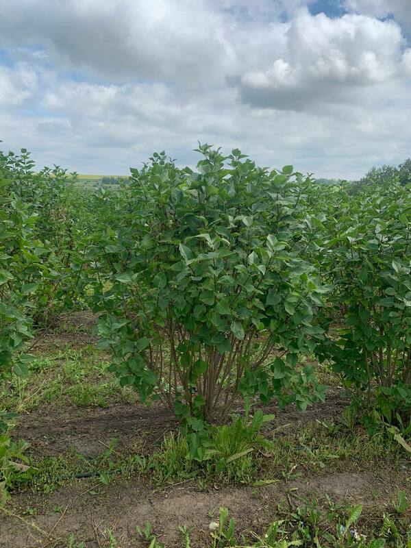 Сирень обыкновенная Богдан Хмельницкий (Syringa vulgaris 'Bogdan Khmelnitckii')