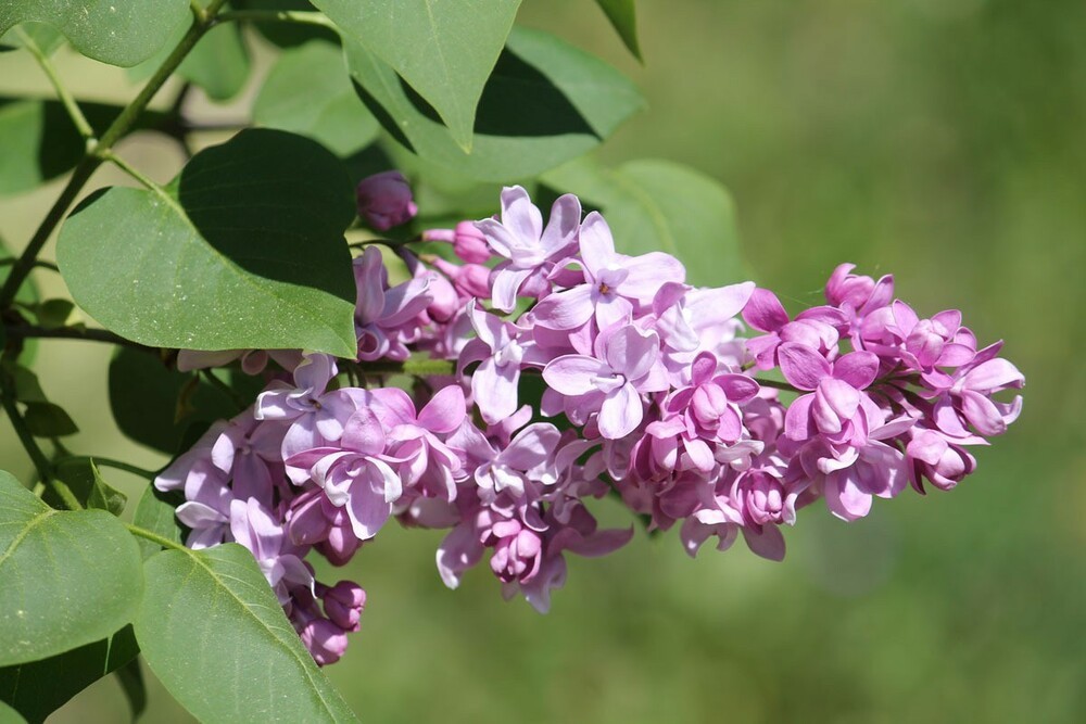 Сирень обыкновенная Богдан Хмельницкий (Syringa vulgaris 'Bogdan Khmelnitckii')