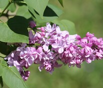 Сирень обыкновенная Богдан Хмельницкий (Syringa vulgaris 'Bogdan Khmelnitckii')
