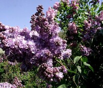 Сирень обыкновенная Вечерняя Москва (Syringa vulgaris 'Vechernyaya Moskva')