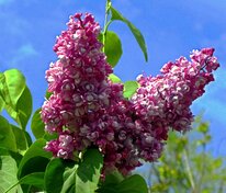 Сирень обыкновенная Знамя Ленина (Syringa vulgaris 'Znamya Lenina')