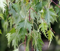 Береза повислая "Gracilis" (Грацилис)