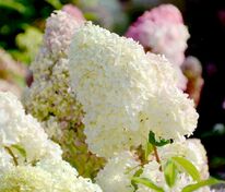 Гортензия метельчатая Диамантино (Hydrangea paniculata 'Diamantino')
