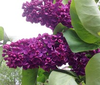 Сирень обыкновенная Индия (Syringa vulgaris 'Indiya')
