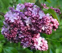 Сирень обыкновенная Маршал Малиновский (Syringa vulgaris 'Marshal Malinovsky')