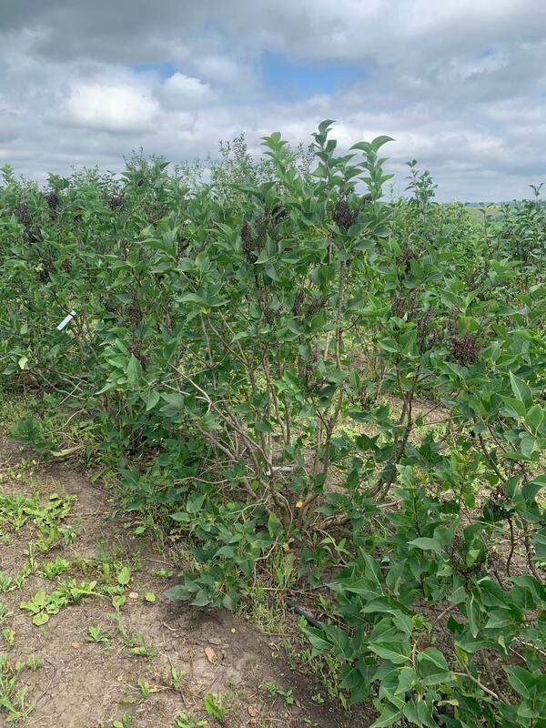 Сирень обыкновенная Мечта (Syringa vulgaris 'Mechta')