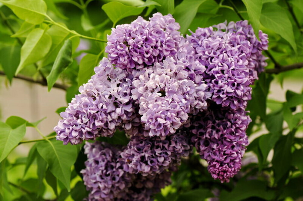 Сирень обыкновенная Мечта (Syringa vulgaris 'Mechta')