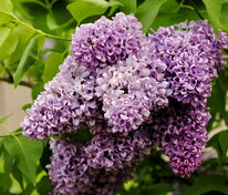 Сирень обыкновенная Мечта (Syringa vulgaris 'Mechta')