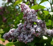 Сирень обыкновенная Московский Университет (Syringa vulgaris 'Moscovskiy Universitet')