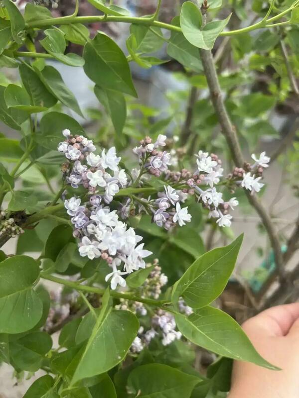Сирень обыкновенная Огни Донбасса (Syringa vulgaris 'Ogni Donbassa')