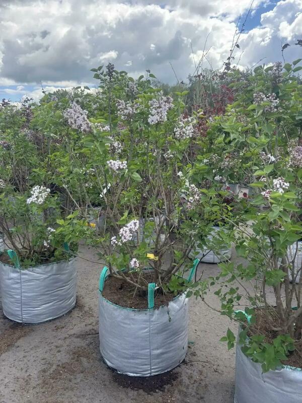 Сирень обыкновенная Огни Донбасса (Syringa vulgaris 'Ogni Donbassa')