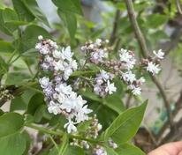 Сирень обыкновенная Огни Донбасса (Syringa vulgaris 'Ogni Donbassa')