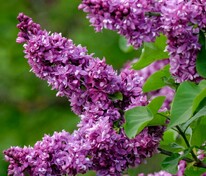 Сирень обыкновенная Огни Донбасса (Syringa vulgaris 'Ogni Donbassa')