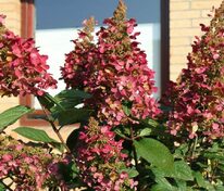 Гортензия метельчатая Прим Ред (Hydrangea paniculata 'Prim Red')