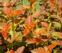 Пузыреплодник калинолистный Амбер Джубили (Physocarpus opulifolius 'Amber Jubilee')