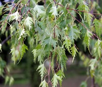 Берёза повислая Далекарлийская (Betula pendula 'Dalecarlica')